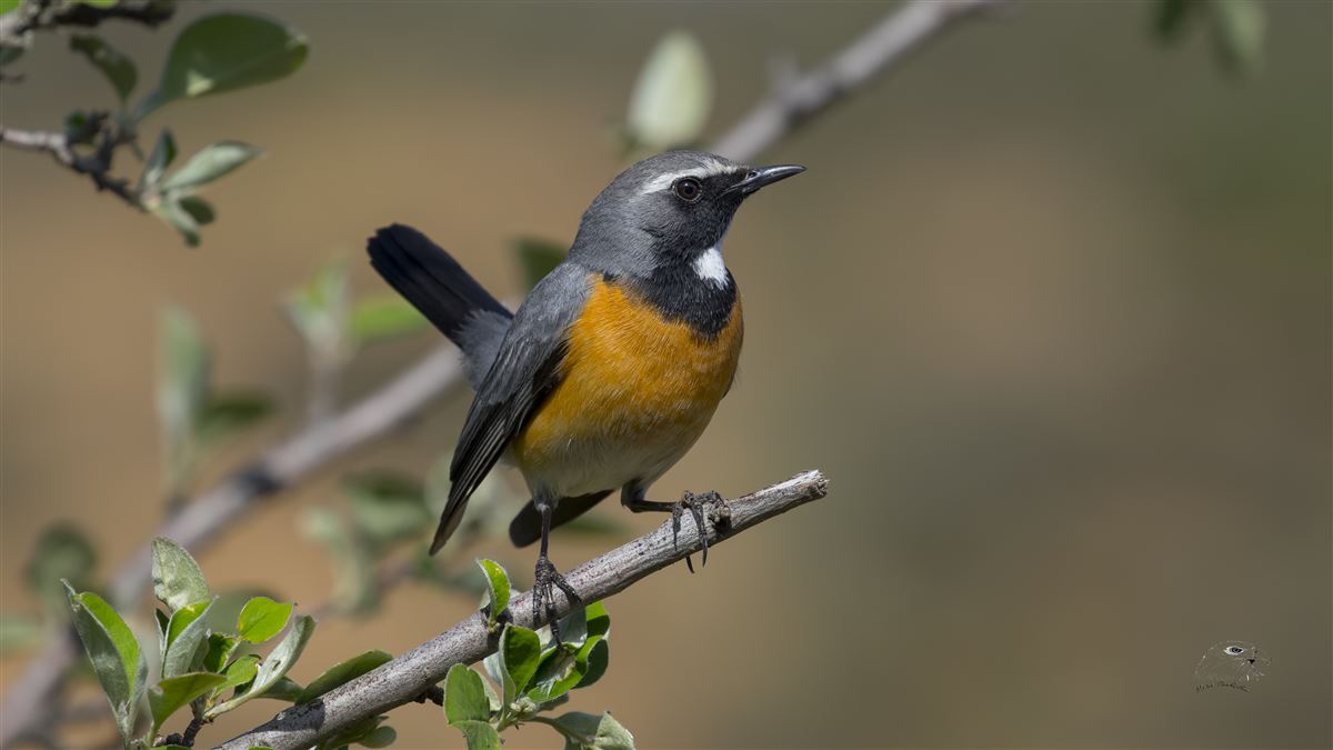 White-throated Robin