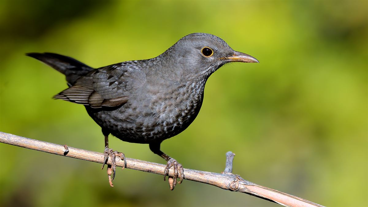 Common Blackbird