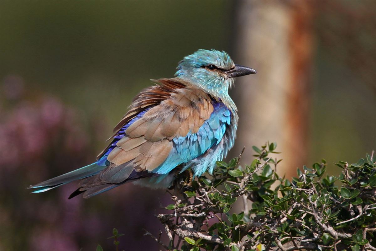 European Roller
