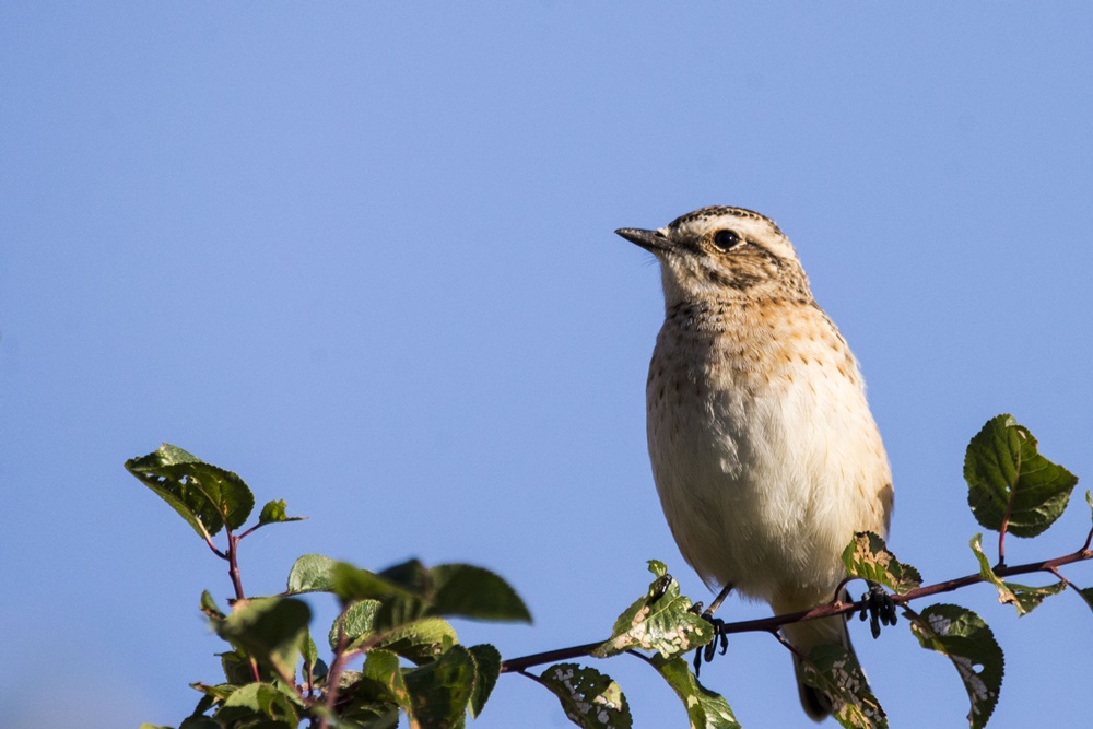 Whinchat