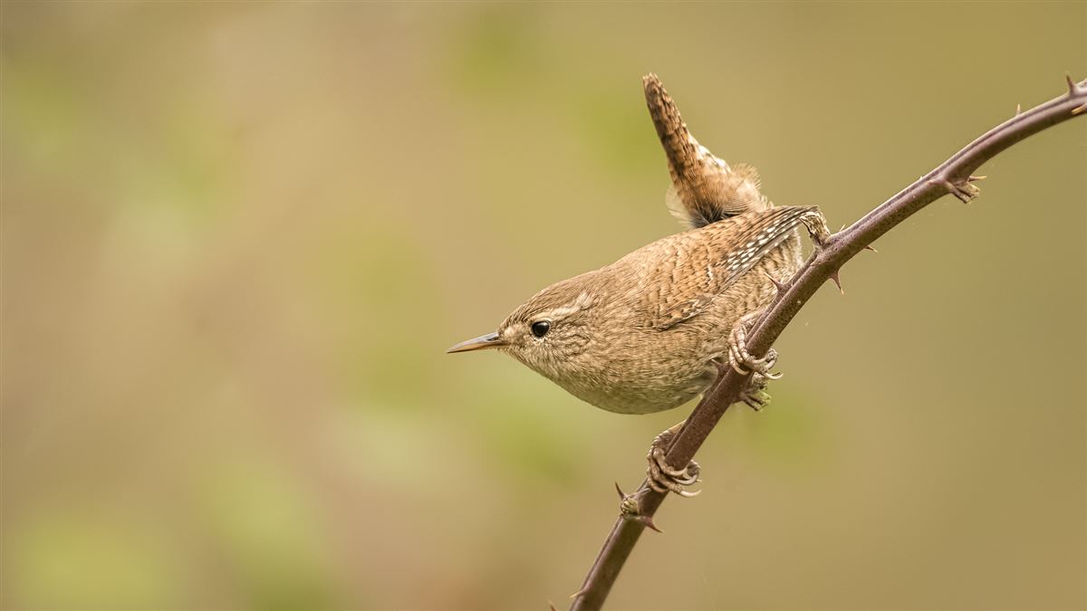 Eurasian Wren