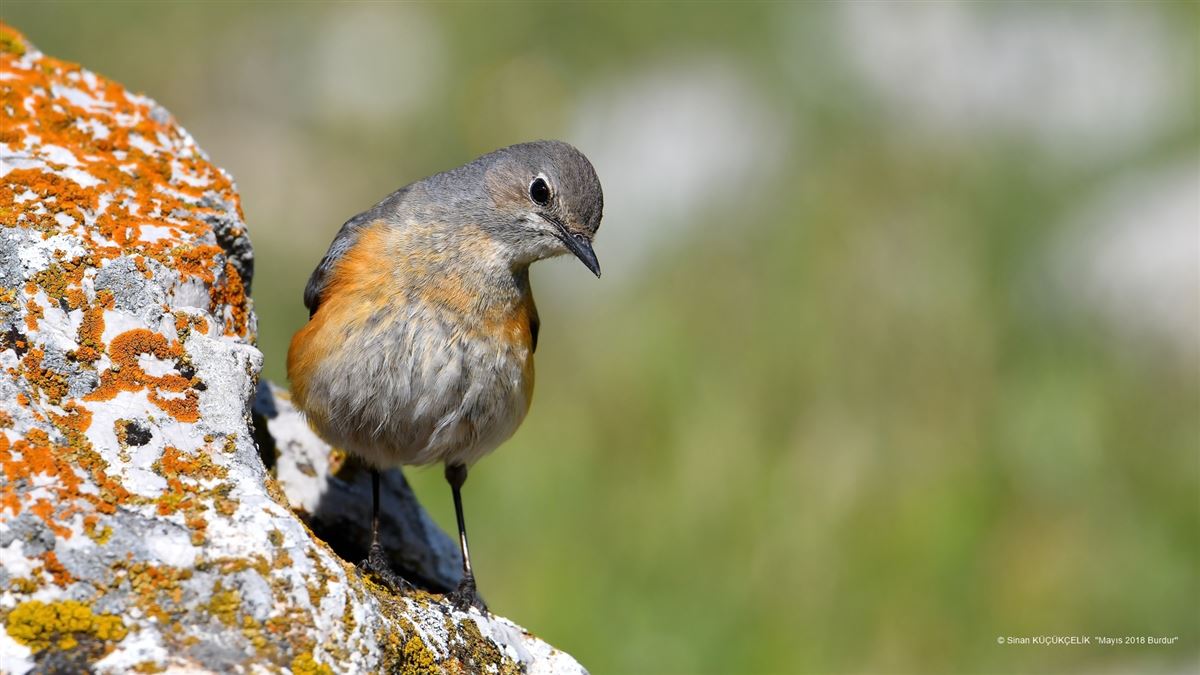 White-throated Robin
