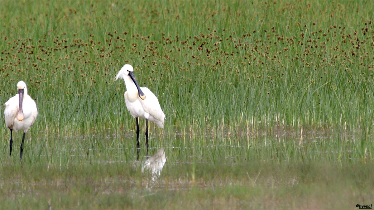 Eurasian Spoonbill