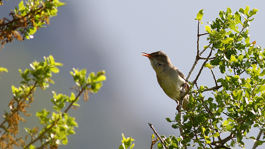 Olive-tree Warbler