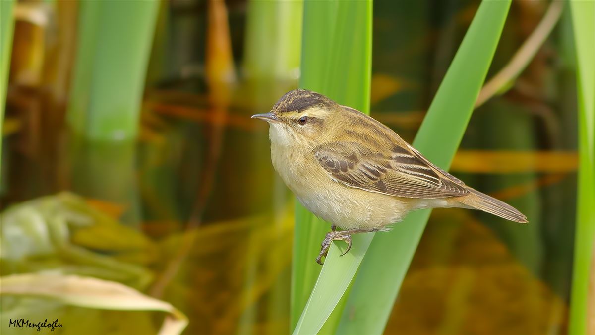 Sedge Warbler