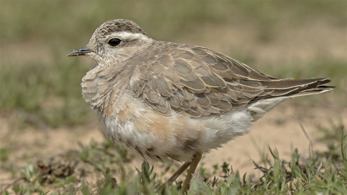 Eurasian Dotterel