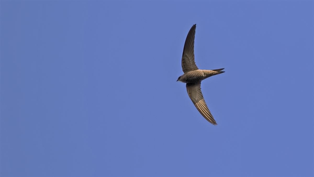Pallid Swift