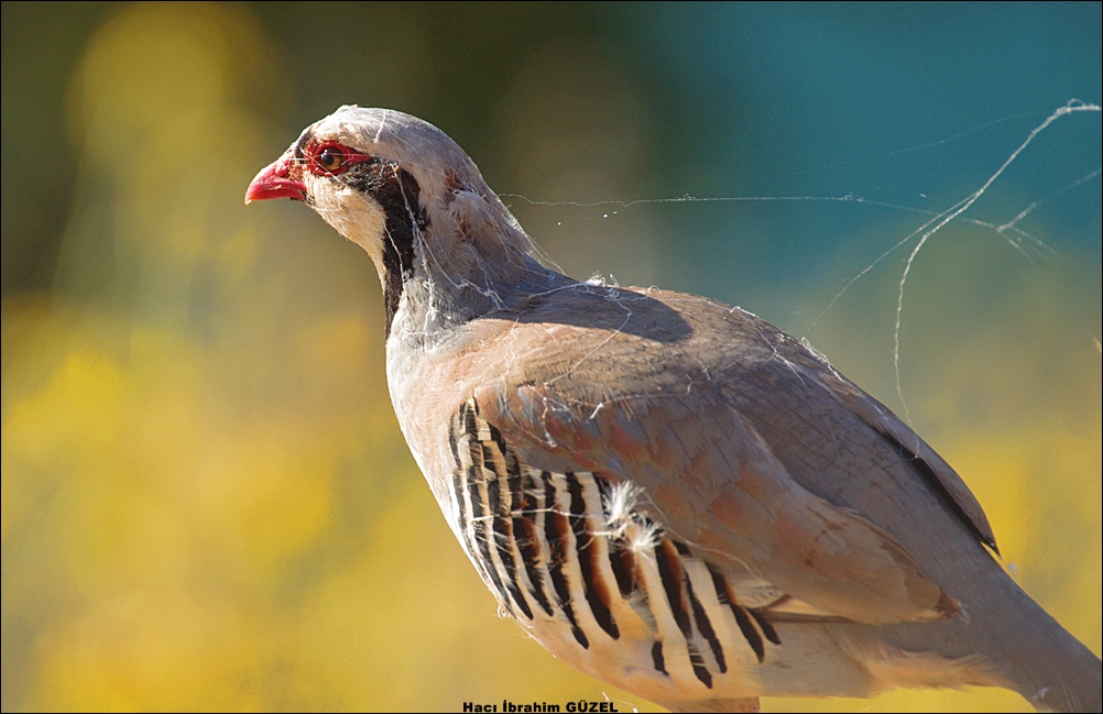 Chukar Partridge