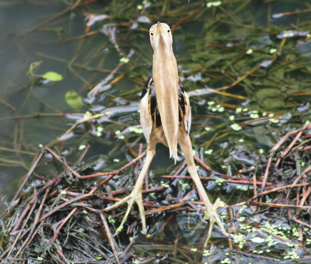 Little Bittern