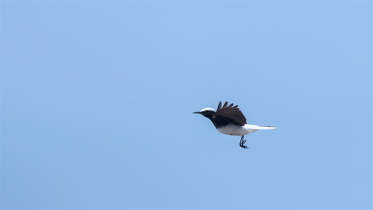 Hooded Wheatear