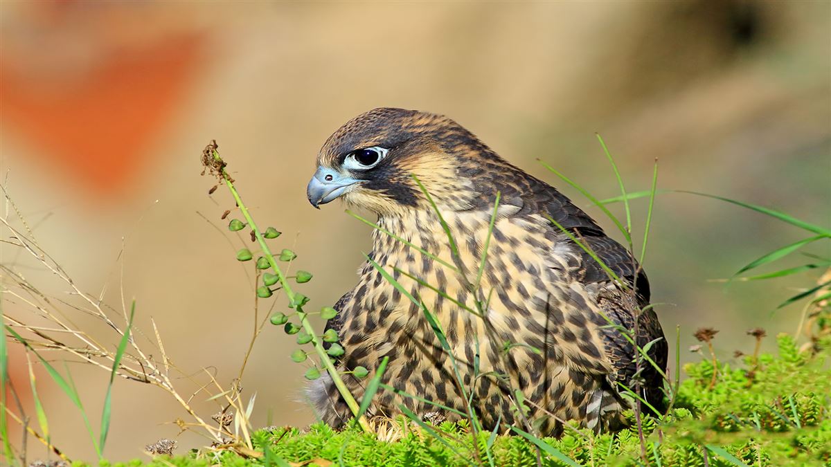 Peregrine Falcon