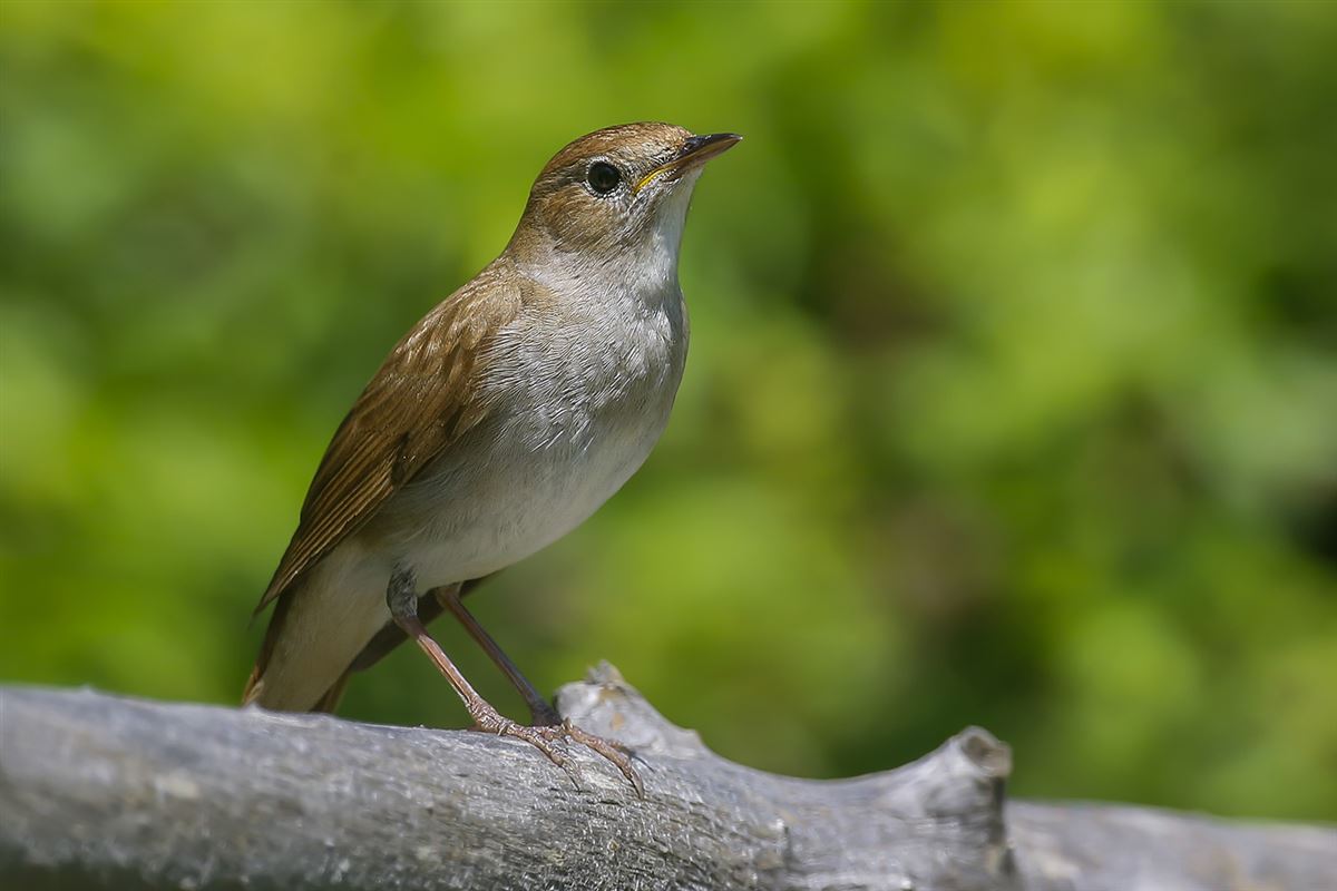 Common Nightingale