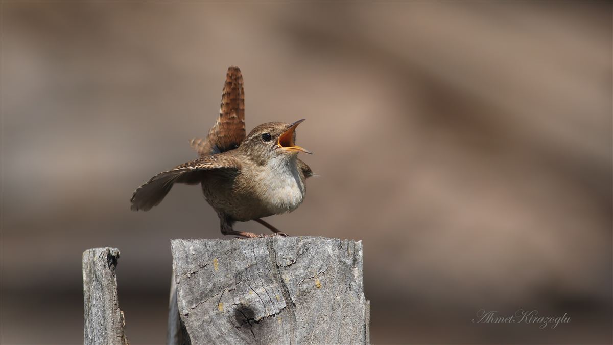 Eurasian Wren