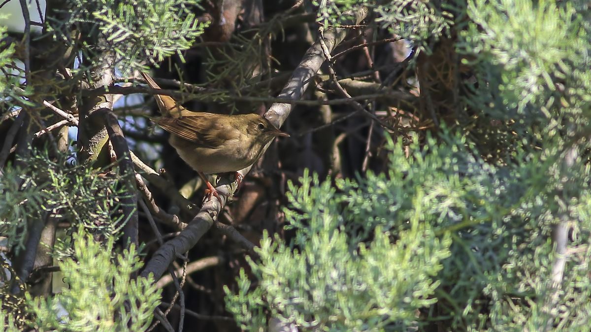 River Warbler