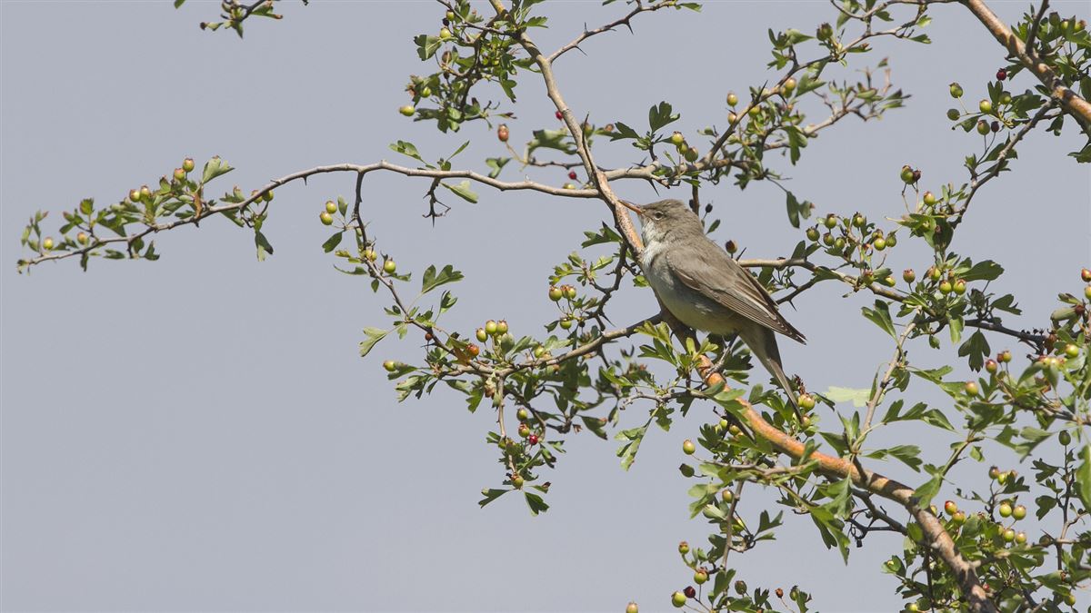 Olive-tree Warbler