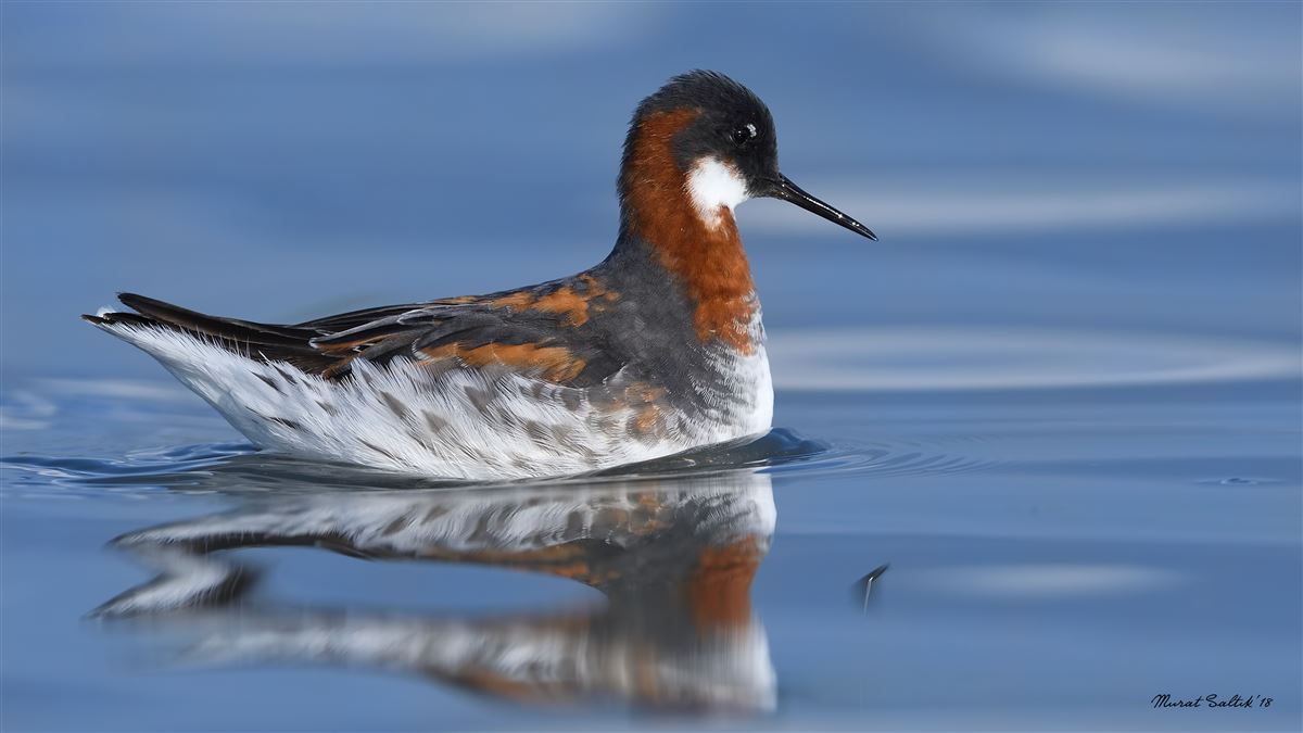 Red-necked Phalarope