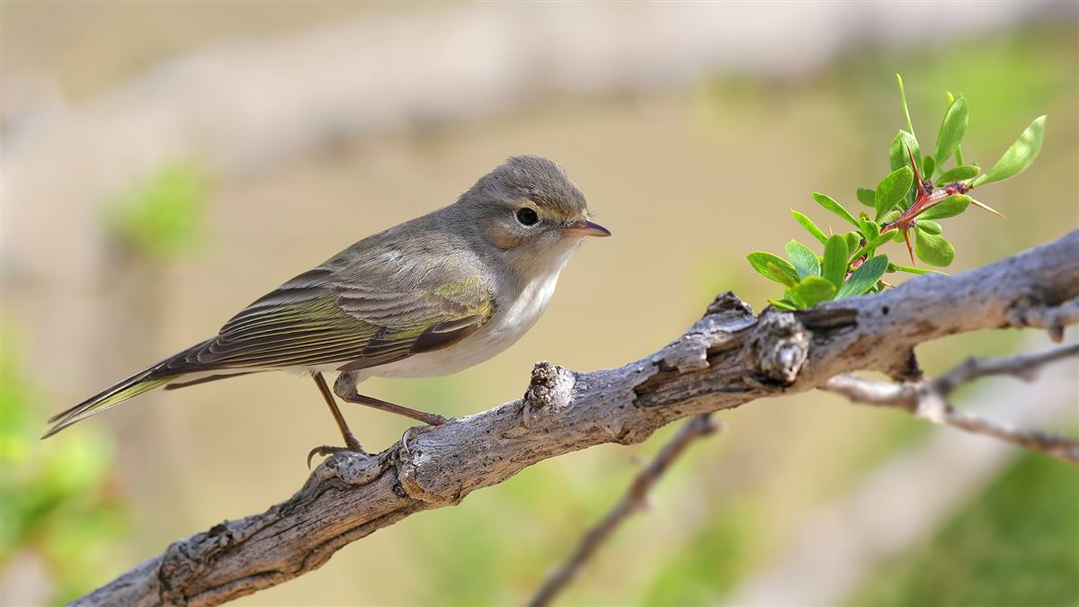 Eastern Bonelli`s Warbler