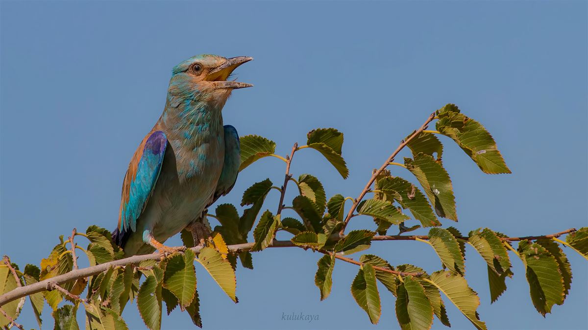 European Roller