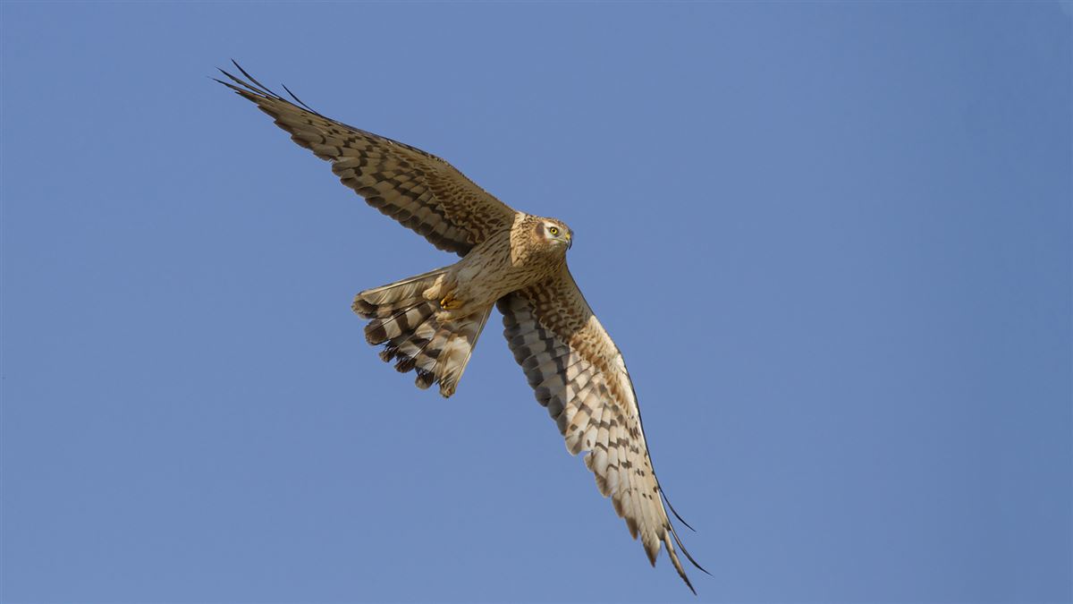 Montagu`s Harrier