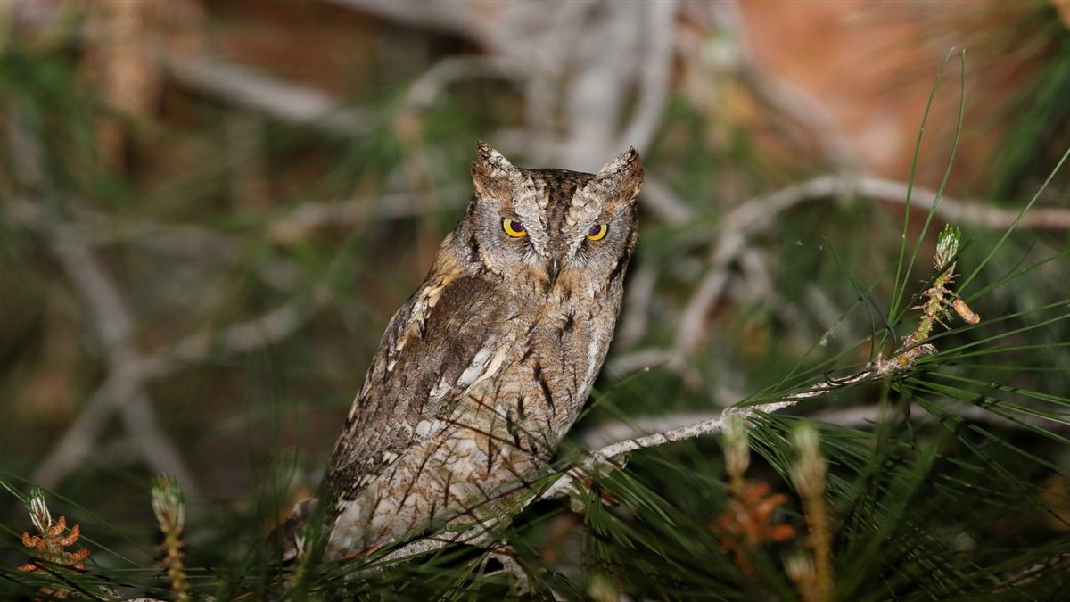 Eurasian Scops Owl