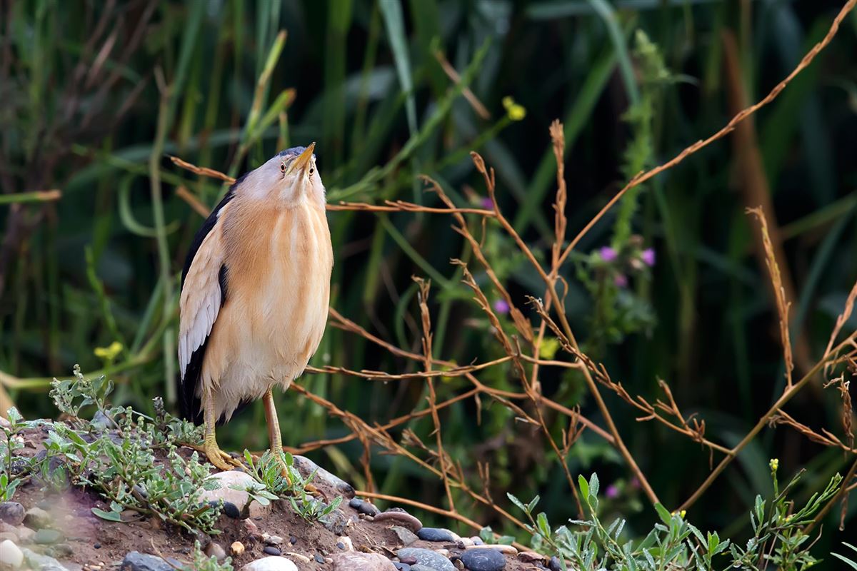 Little Bittern