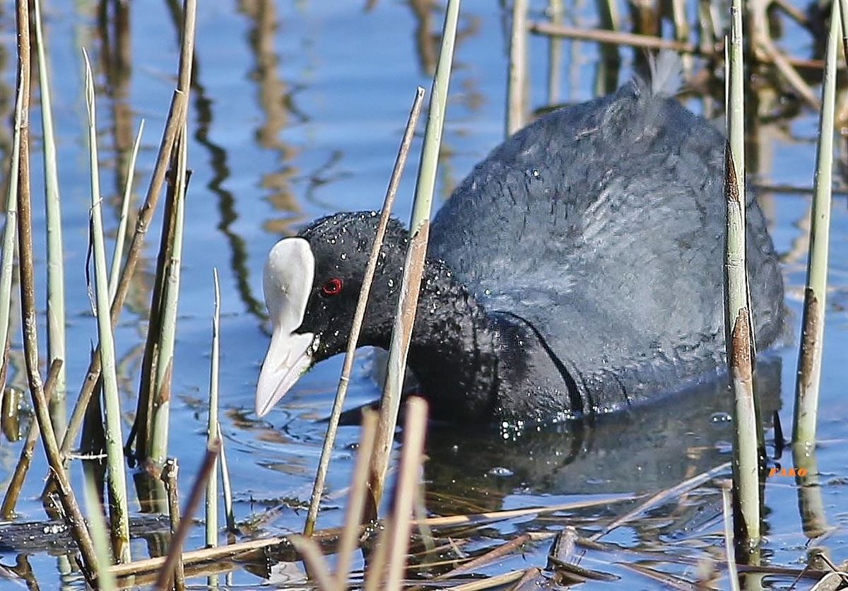 Eurasian Coot