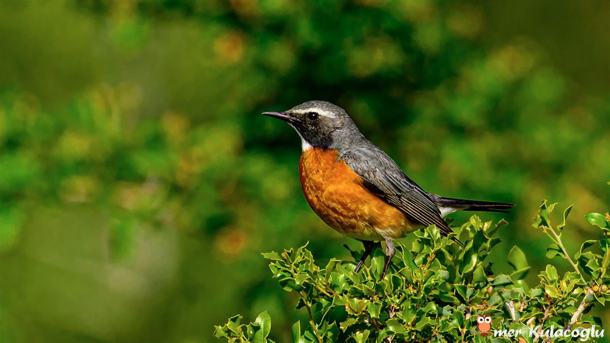 White-throated Robin