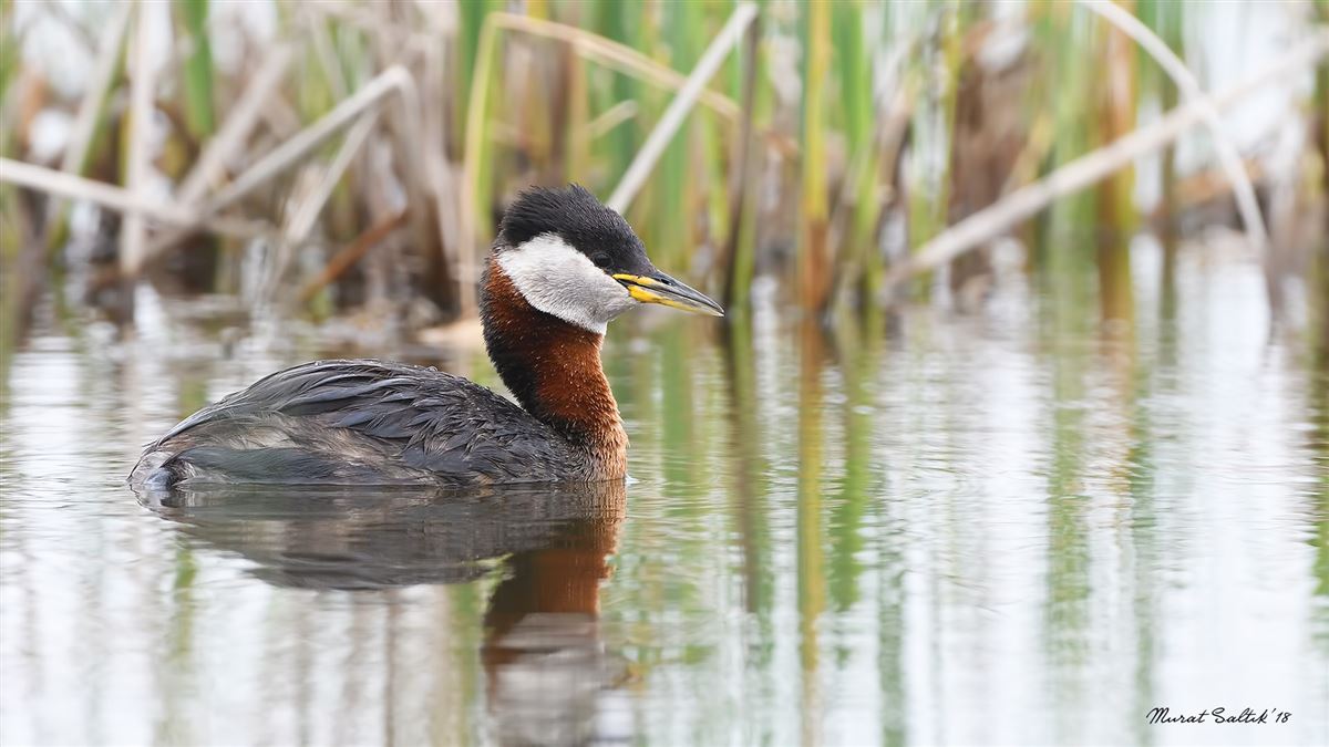 Red-necked Grebe