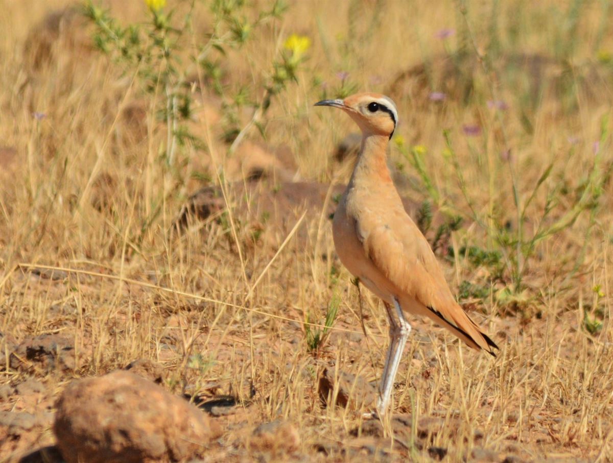 Cream-colored Courser