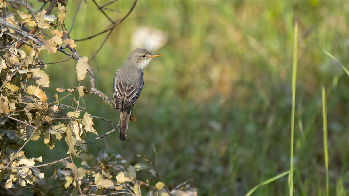 Olive-tree Warbler