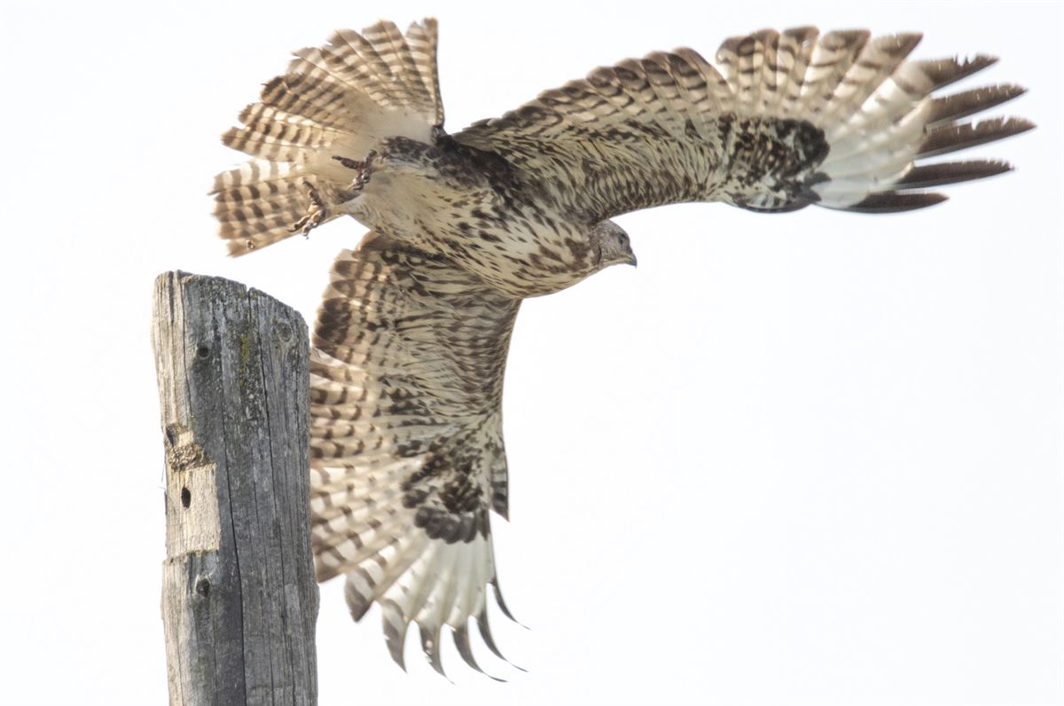 Common Buzzard