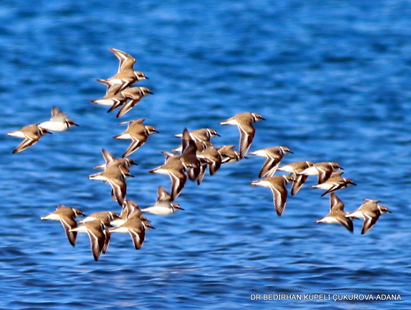 Kentish Plover
