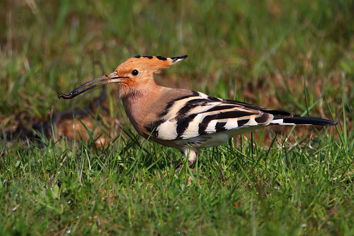 Common Hoopoe