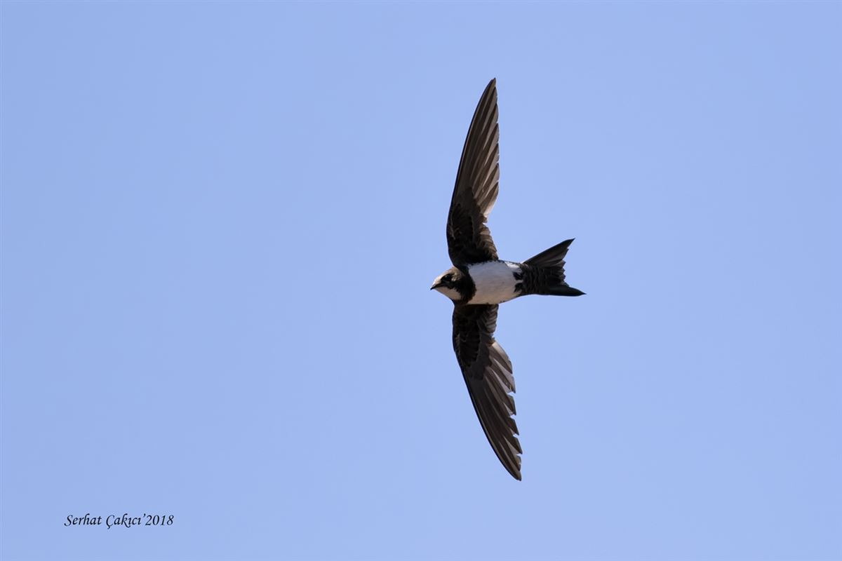 Alpine Swift