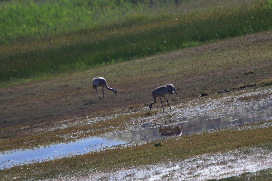 Common Crane