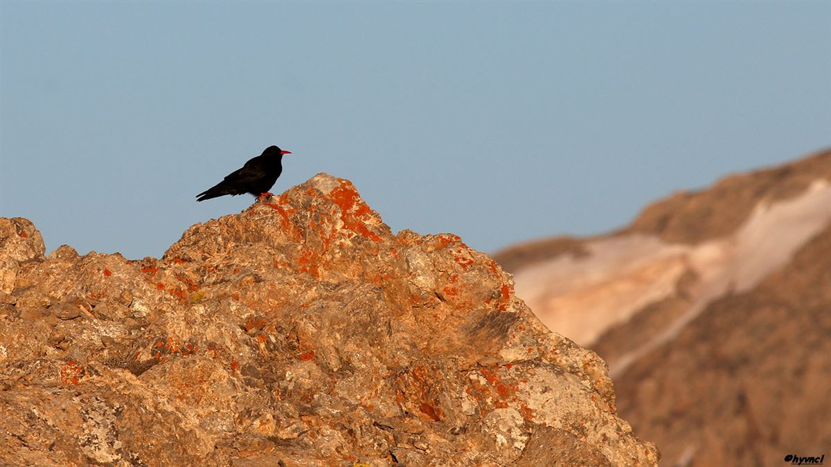 Red-billed Chough