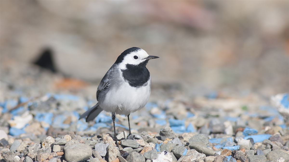 White Wagtail