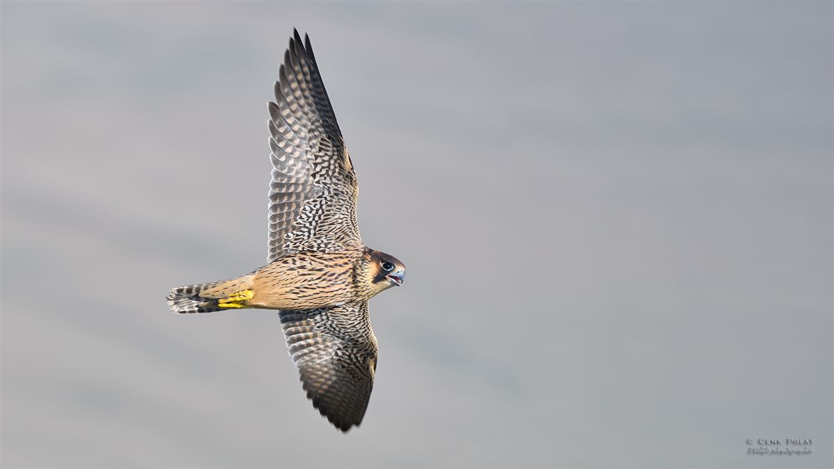 Peregrine Falcon