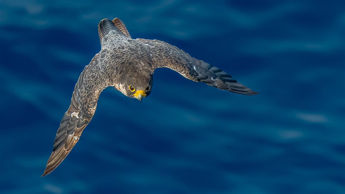 Peregrine Falcon