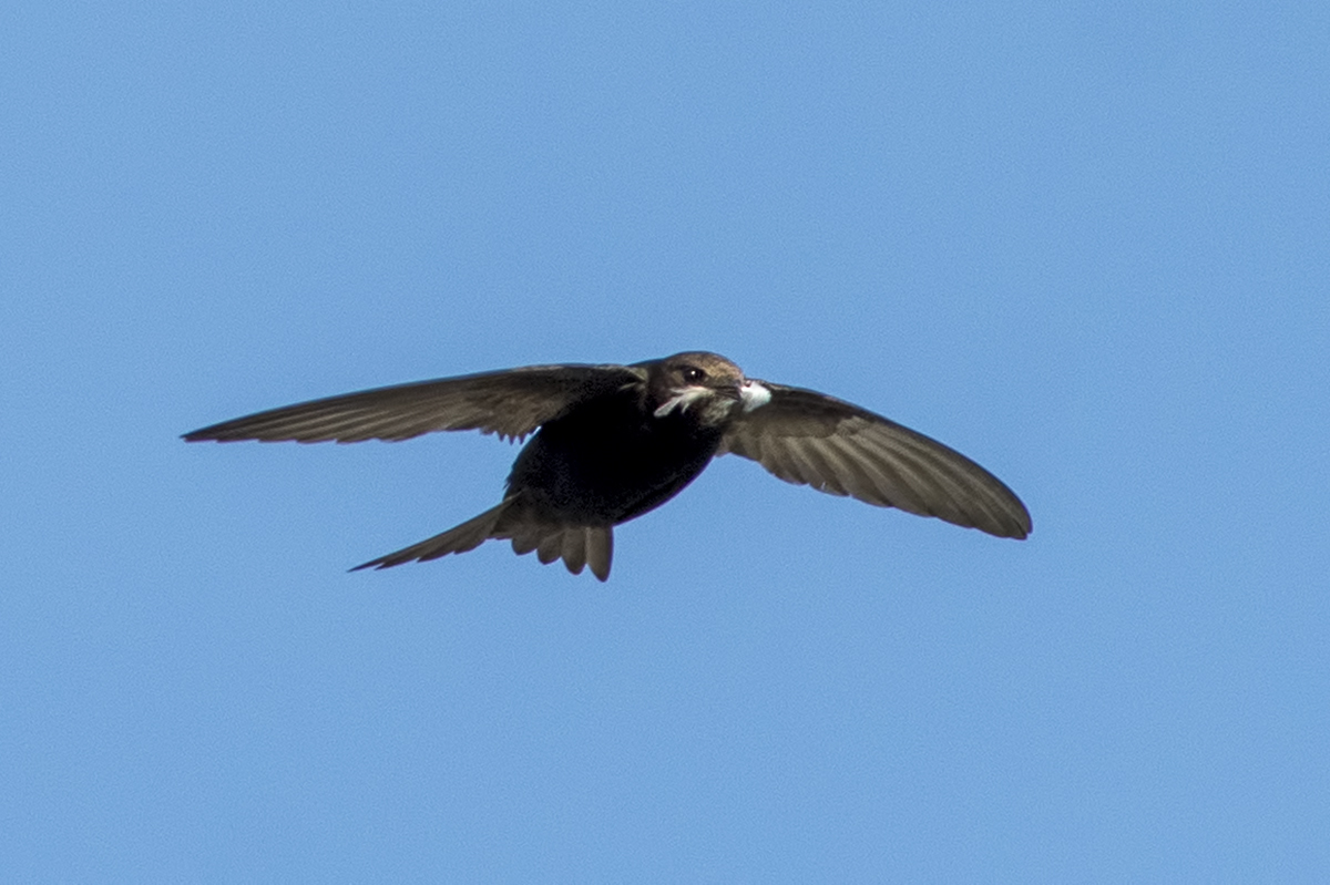 Pallid Swift