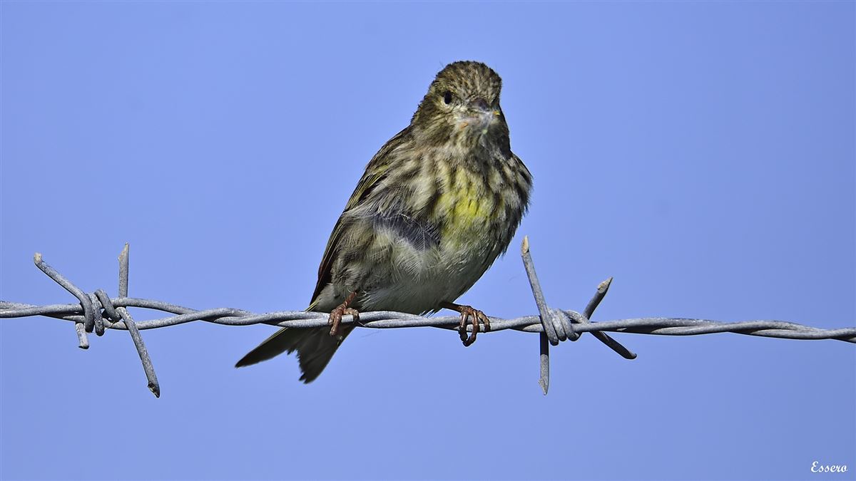 European Serin