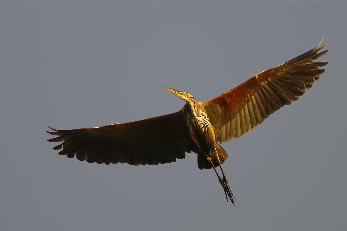 Purple Heron