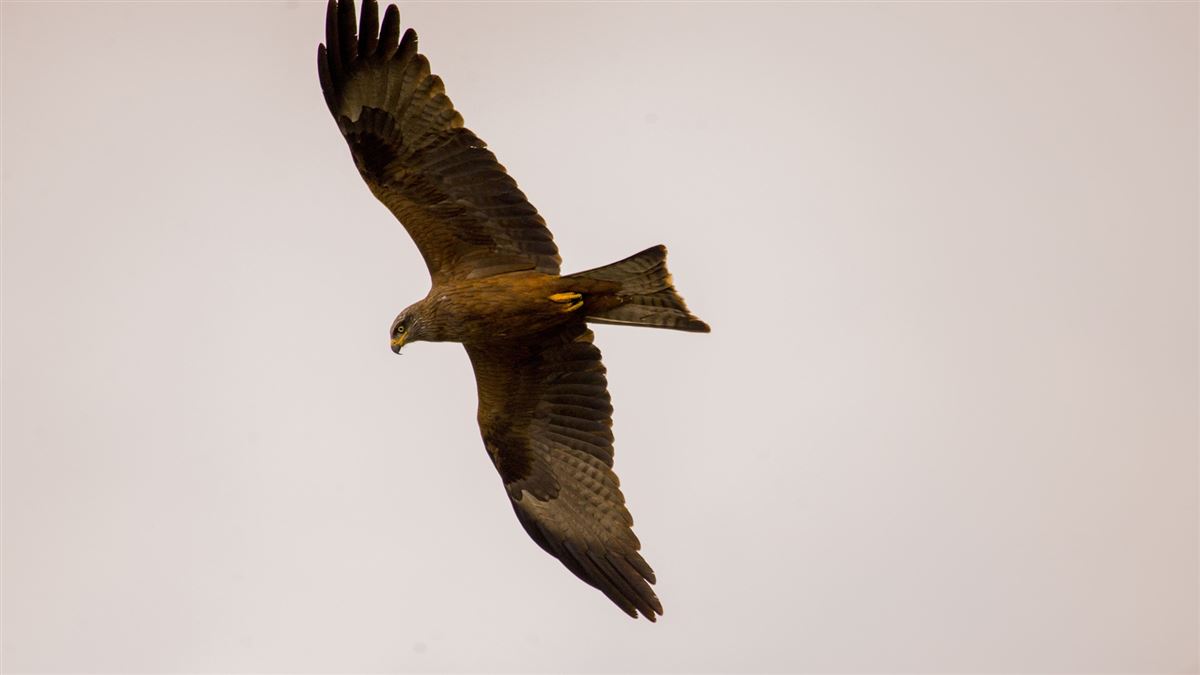 Black Kite