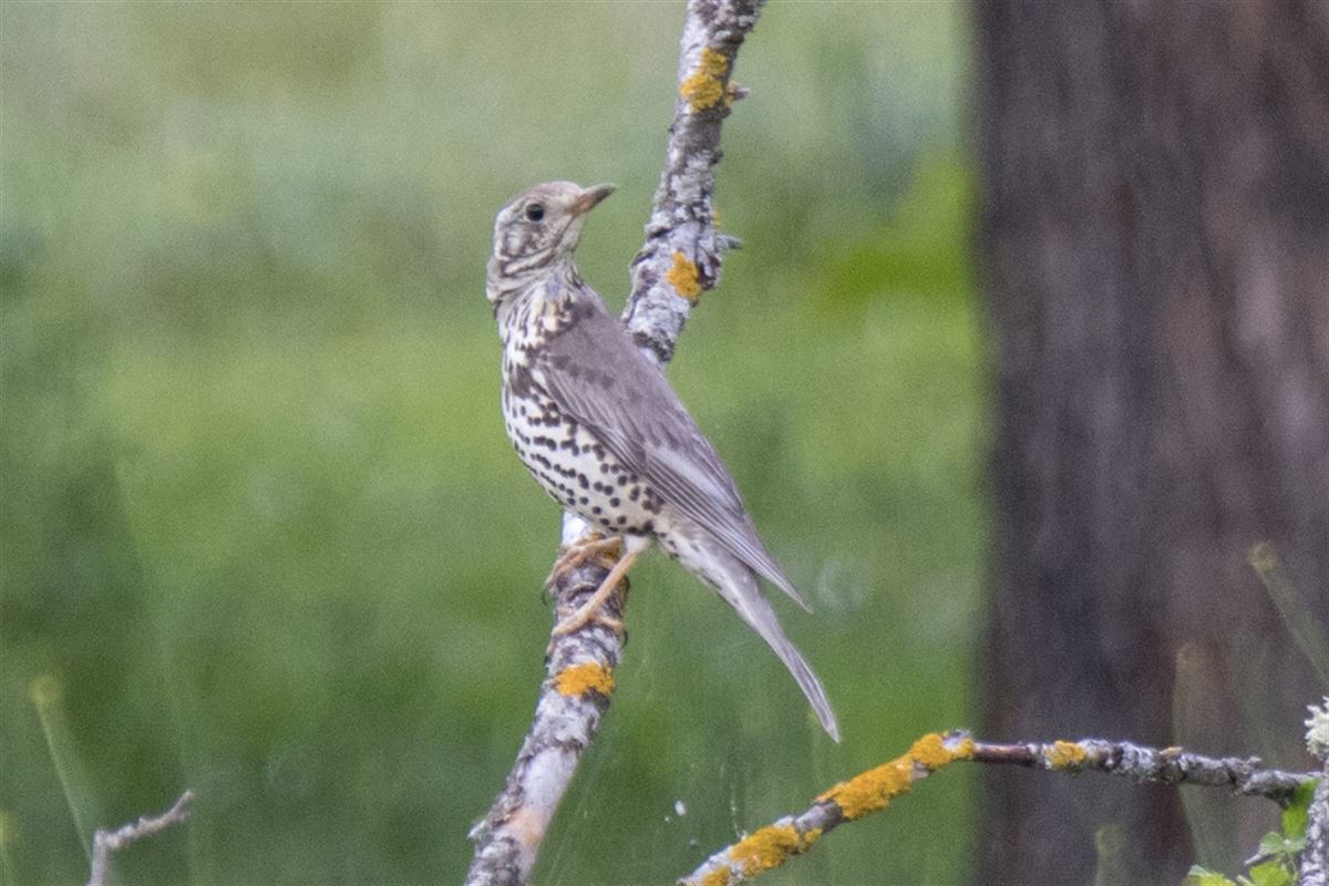 Mistle Thrush