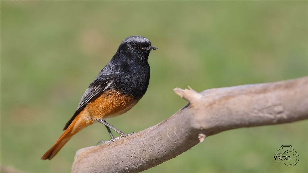 Black Redstart
