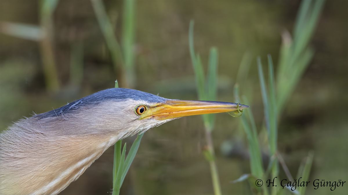 Little Bittern