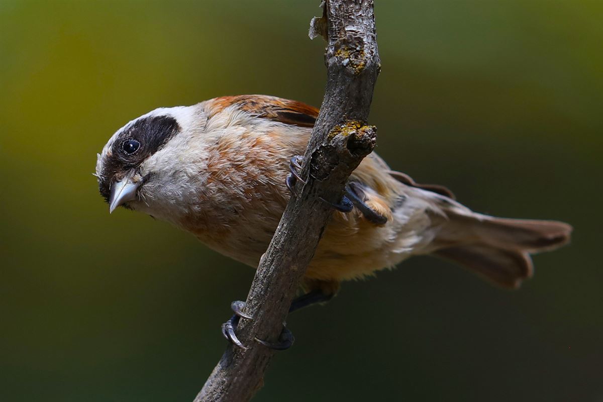 Eurasian Penduline Tit