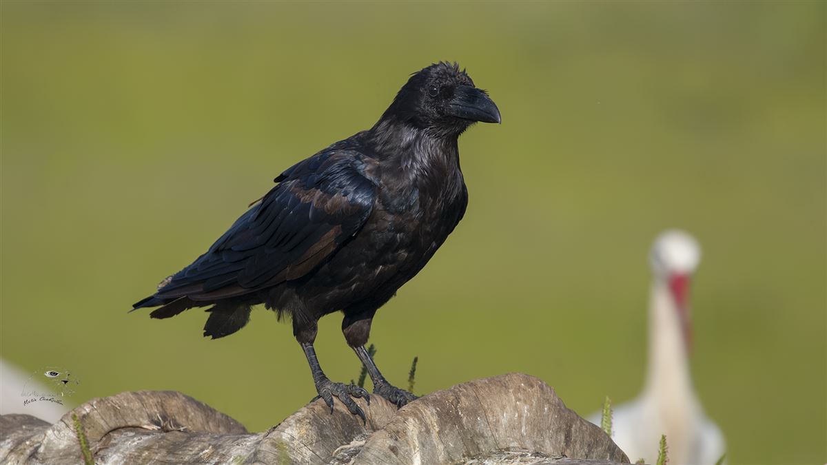 Northern Raven