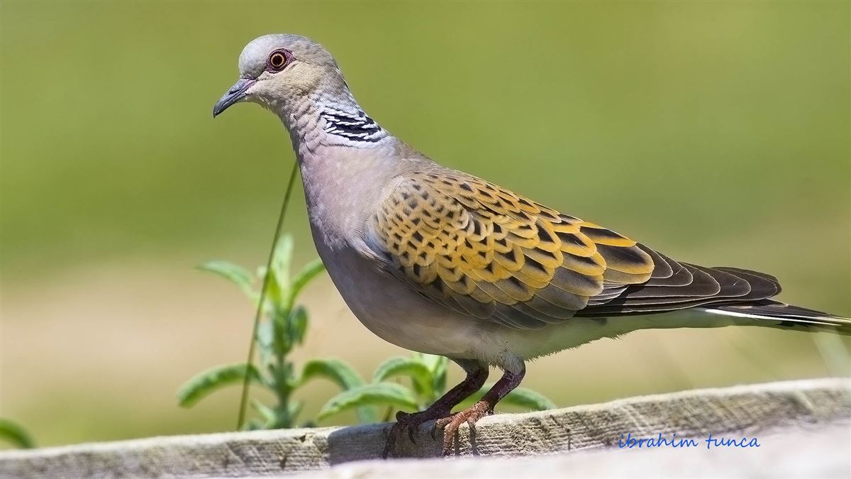 European Turtle Dove