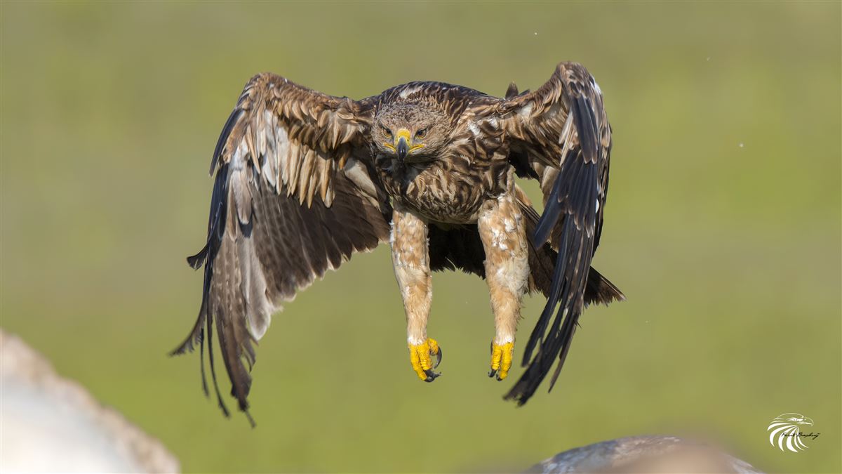 Eastern Imperial Eagle